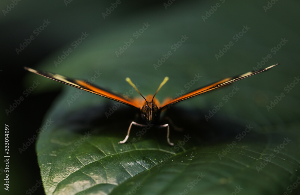 Beautiful butterfly on a leaf