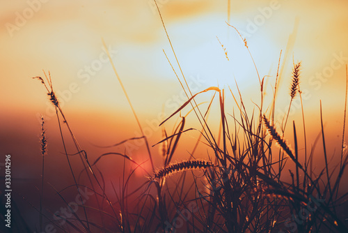 sunset over wheat field