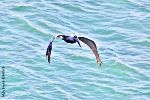 Pelikan fliegt über das Wasser photo