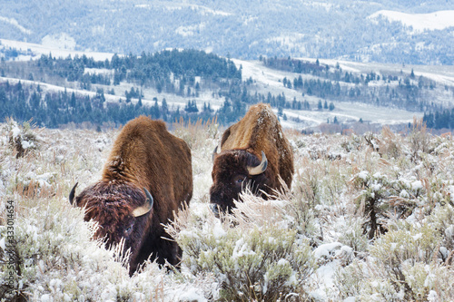 Bison, Grand Teton National Park, Wyoming