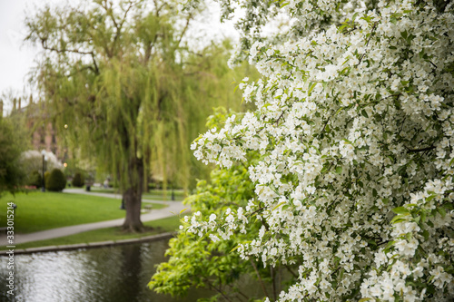 park wiosną