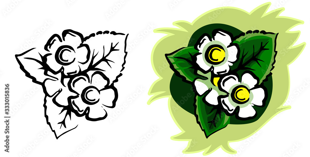 Obraz premium Beautiful white flower. Isolated vector. Two set options: monochrome black and white sketch and full-color illustration. Herbaceous plant. View from above. White background. Decorative element.