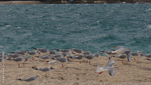 Photography A lot of seagulls on beach in croatia dalmatia at adria