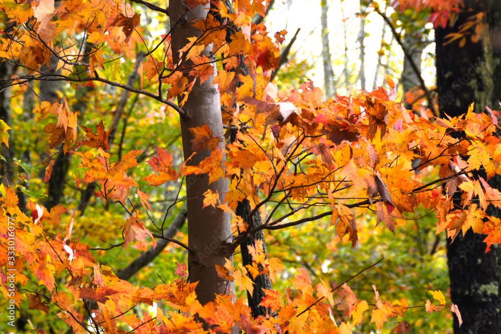 Stunning Colors of Autumn Hidden Deep in the Green Forest Stunning Colors of Autumn Hidden Deep in the Green Forest