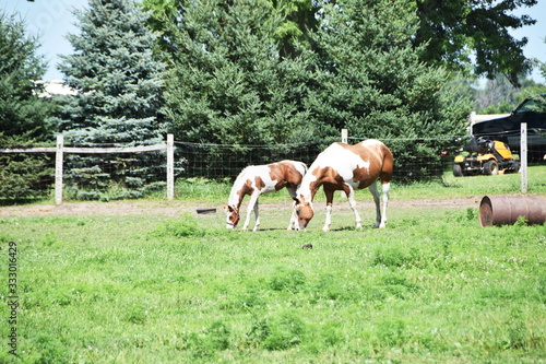 Mare and Colt Grazing © StevertS