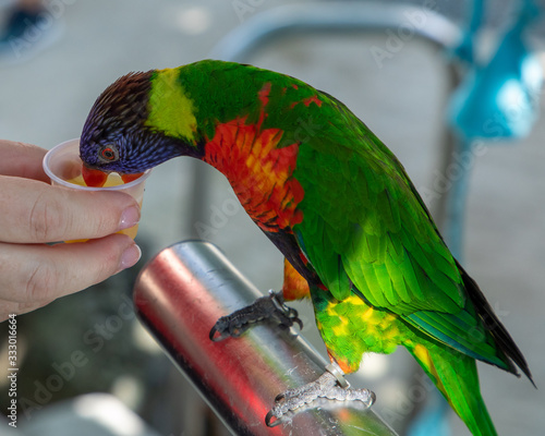 Colorful Lorikeet on the island of St. Thomas