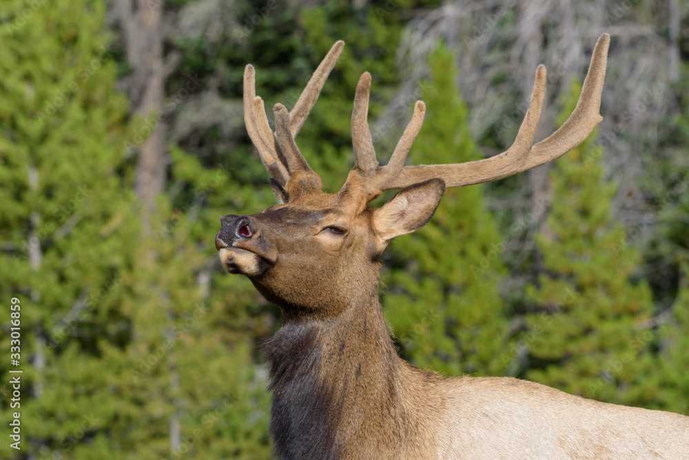 Elk of The Colorado Rocky Mountains