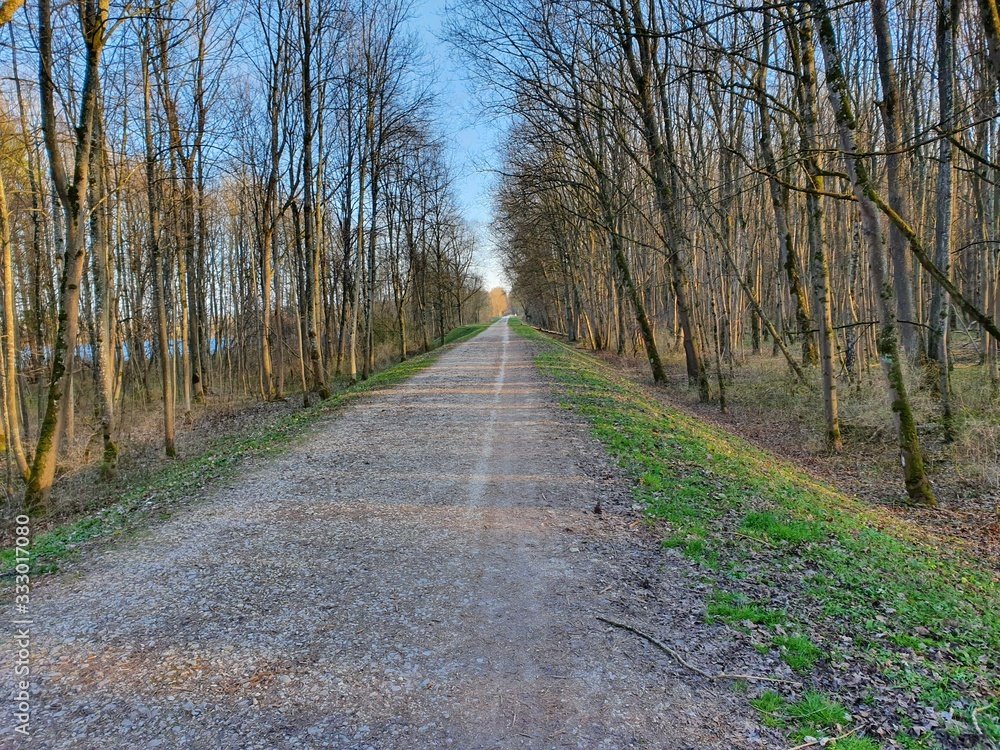 road in the forest road in the forest