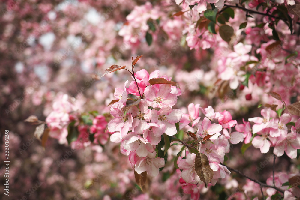 Pink cherry spring blossom. Garden sakura trees in bloom. Pink cherry spring blossom. Garden sakura trees in bloom.