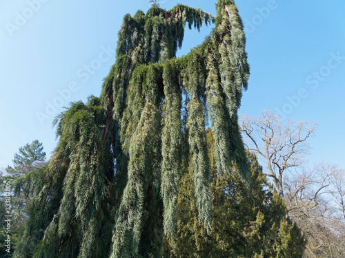 Sequoiadendron giganteum 'Pendulum' | Séquoia géant pleureur, un conifère élancé de forme graphique et originale, au feuillage retombant vert bleuté, filiforme, élégant, écorce cannelée brun-rougeâtre photo