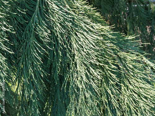 Sequoiadendron giganteum 'Pendulum' | Aiguilles écailleuses vert-bleuté et retombantes du Séquoia géant pleureur photo