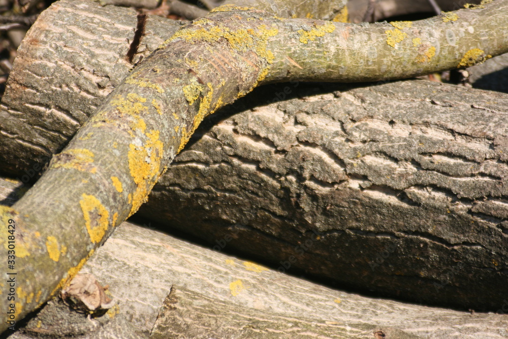 pile of logs in the forest pile of logs in the forest