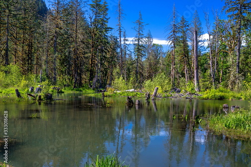 Fototapeta Naklejka Na Ścianę i Meble -  Spring sunny day in the Squamish river valley, spring flood in the coniferous forest, trees and shrubs stand in the water against a blue sky with white clouds. Squamish, British Columbia, Canada
