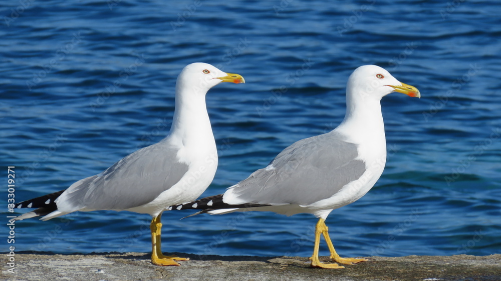 Obraz premium Seagulls on beach in front of the adria in croatia dalmatia