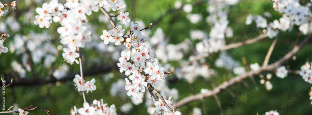 Beautiful background with blooming tree. Spring flowers on the tree. Enjoying nature and springtime Beautiful background with blooming tree. Spring flowers on the tree. Enjoying nature and springtime