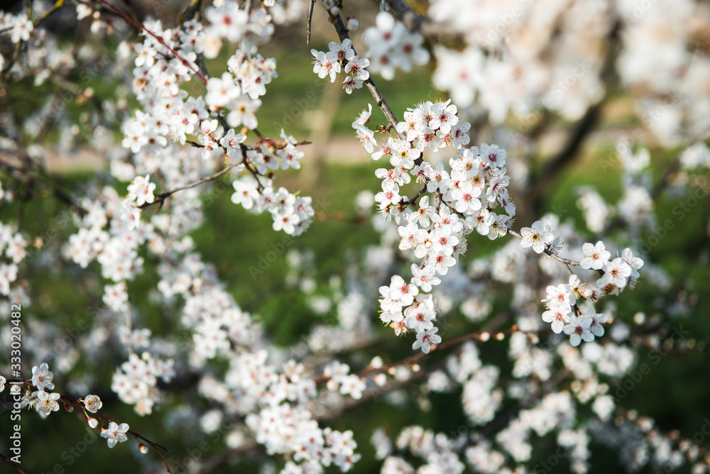 Beautiful background with blooming tree. Spring flowers on the tree. Enjoying nature and springtime Beautiful background with blooming tree. Spring flowers on the tree. Enjoying nature and springtime