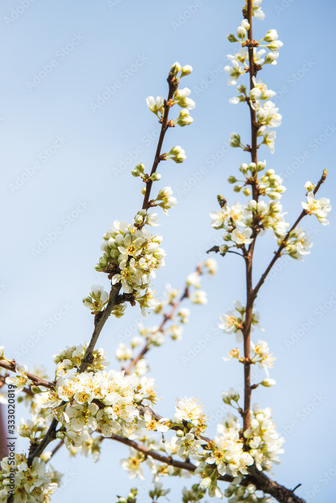 Beautiful background with blooming tree. Spring flowers on the tree. Enjoying nature and springtime Beautiful background with blooming tree. Spring flowers on the tree. Enjoying nature and springtime