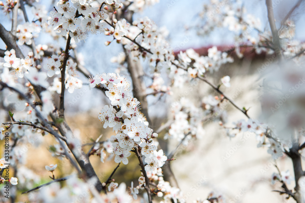 Beautiful background with blooming tree. Spring flowers on the tree. Enjoying nature and springtime Beautiful background with blooming tree. Spring flowers on the tree. Enjoying nature and springtime