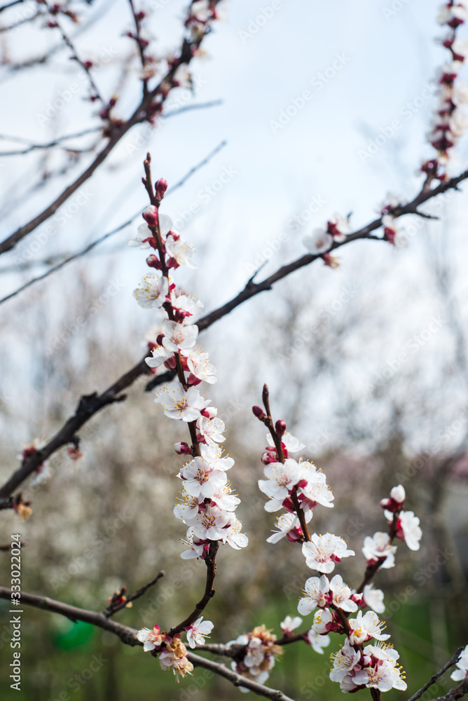 Spring trees with blossom flowers. Beautiful background. Blooming tree at sunny spring day. Spring flowers. Abstract blurred background. Springtime Spring trees with blossom flowers. Beautiful background. Blooming tree at sunny spring day. Spring flowers. Abstract blurred background. Springtime