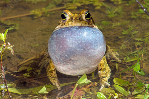 croaking Natterjack toad / quakende Kreuzkröte (Epidalea calamita, Bufo calamita) photo