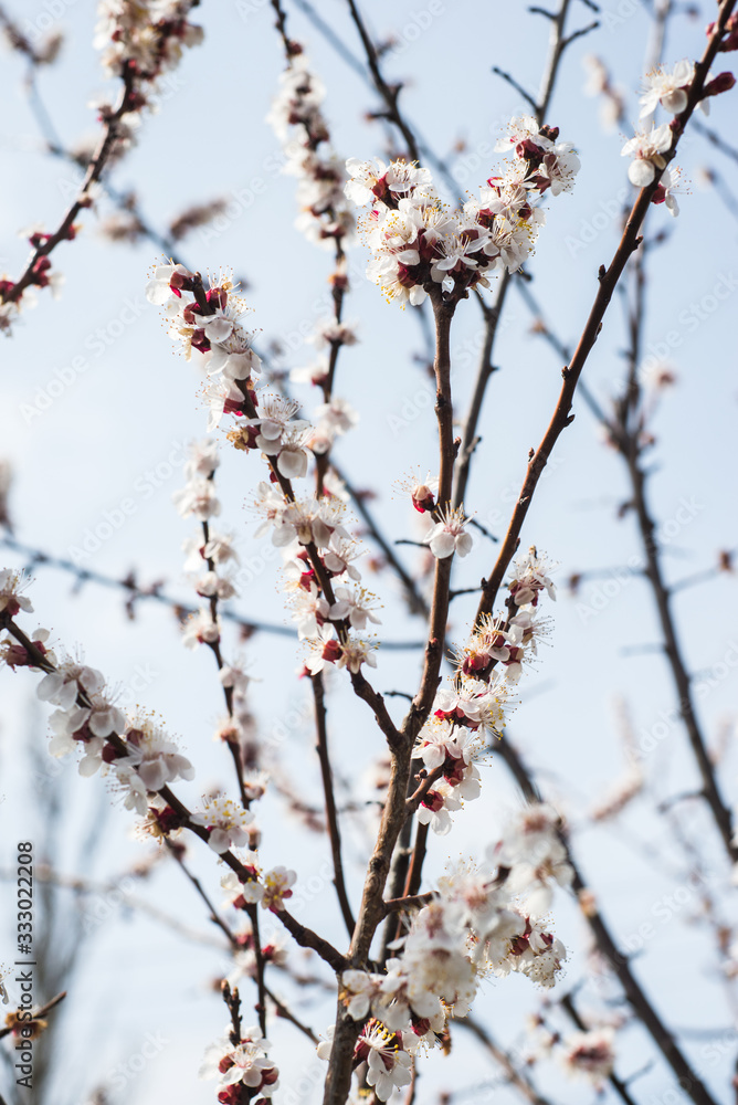 Beautiful background with blooming tree. Spring flowers on the tree. Enjoying nature and springtime Beautiful background with blooming tree. Spring flowers on the tree. Enjoying nature and springtime