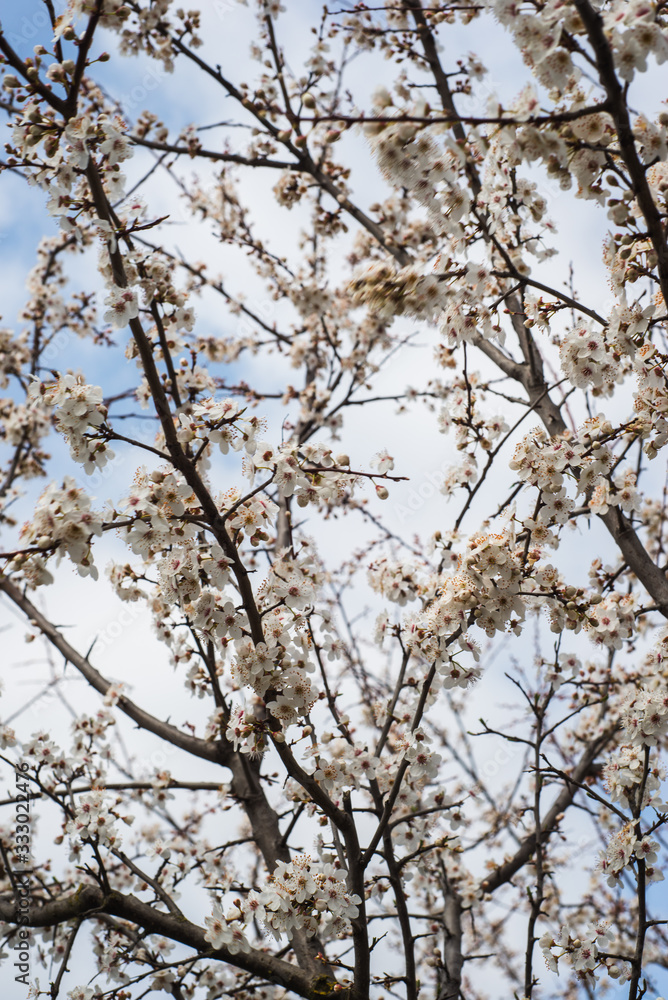 Beautiful background with blooming tree. Spring flowers on the tree. Enjoying nature and springtime Beautiful background with blooming tree. Spring flowers on the tree. Enjoying nature and springtime