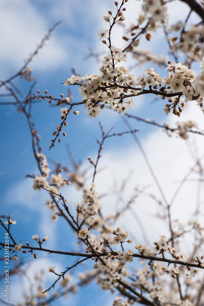 Spring trees with blossom flowers. Beautiful background. Blooming tree at sunny spring day. Spring flowers. Abstract blurred background. Springtime Spring trees with blossom flowers. Beautiful background. Blooming tree at sunny spring day. Spring flowers. Abstract blurred background. Springtime