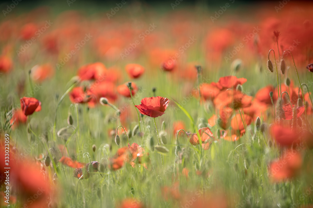 field of red poppies field of red poppies