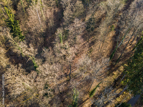 Aerial view of forest from above in spring season. No leaves on trees, view through canopy to the ground.