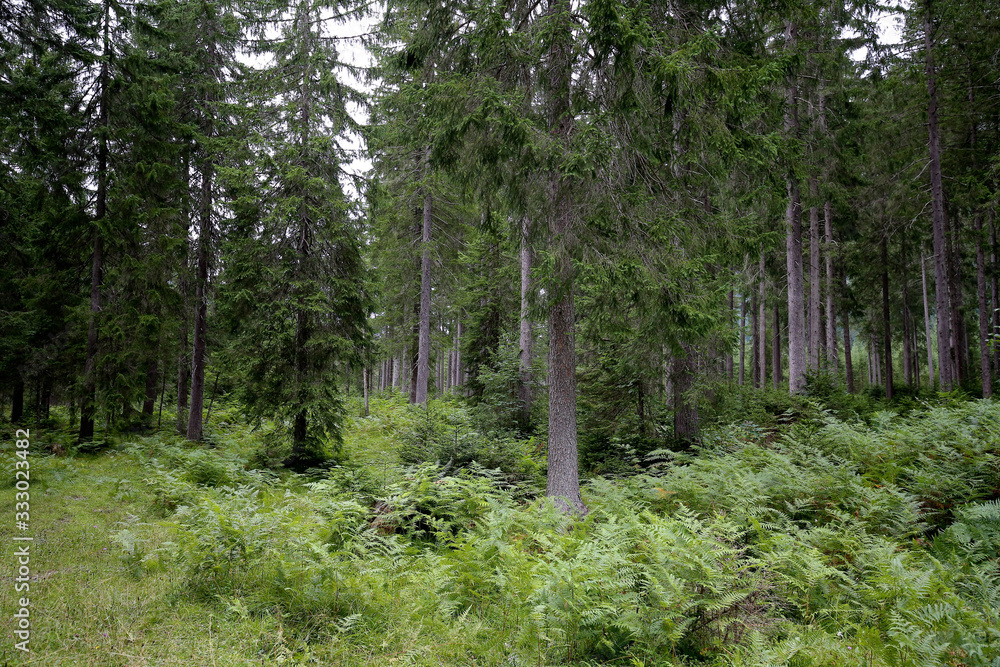 Obraz premium Alpine Forest, Wald