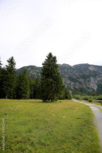 Alpine Forest, Wald
