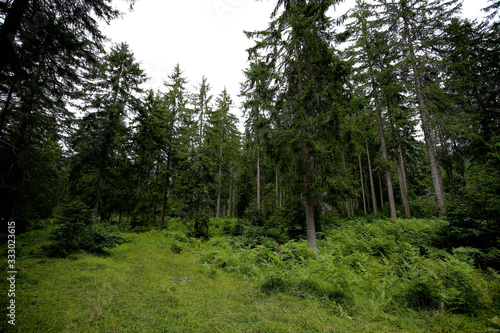 Alpine Forest  Wald