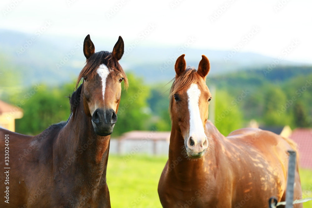 Fototapeta premium beautiful curious horses looking from pasture 