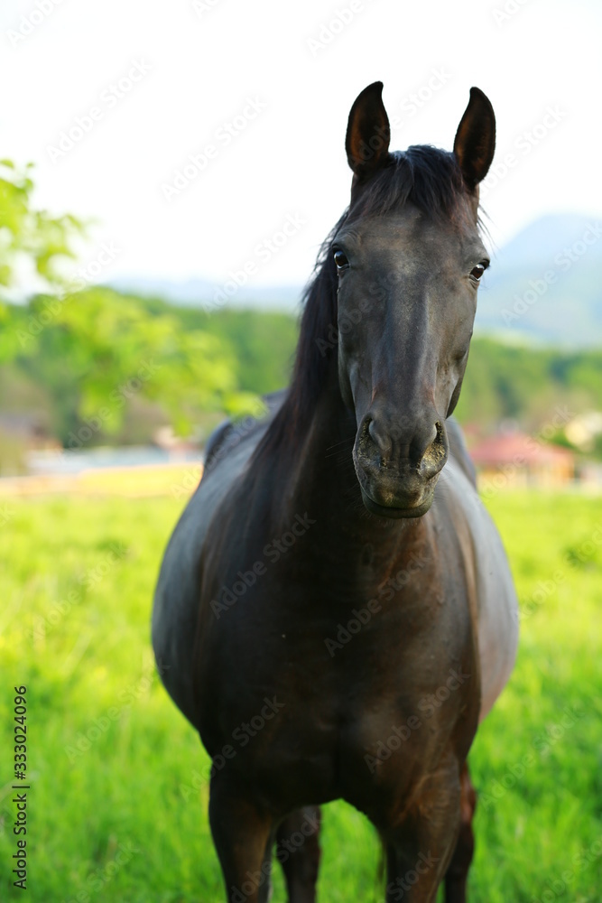 curious brown horse looking from fence with pasture on background curious brown horse looking from fence with pasture on background