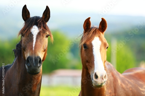 beautiful curious horses looking from pasture 