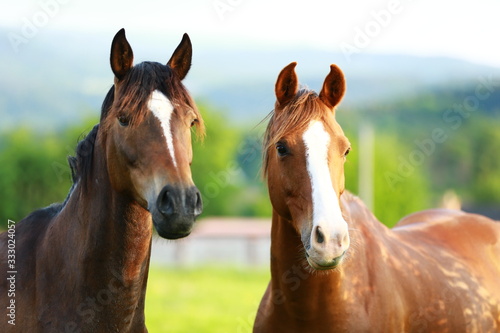 Fototapeta Naklejka Na Ścianę i Meble -  beautiful curious horses looking from pasture 