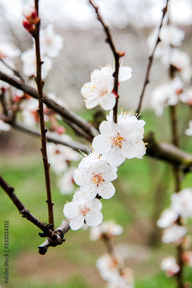 Beautiful background with blooming tree. Spring flowers on the tree. Enjoying nature and springtime Beautiful background with blooming tree. Spring flowers on the tree. Enjoying nature and springtime