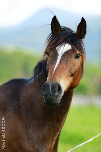 curious brown horse looking from fence with pasture on background