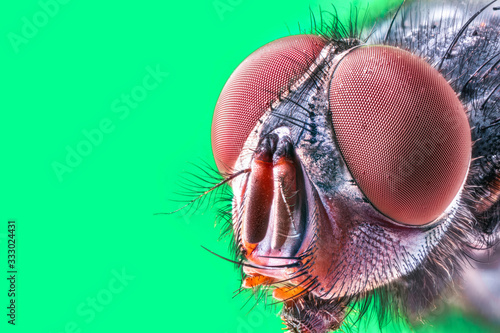 fly head stacke macro shot