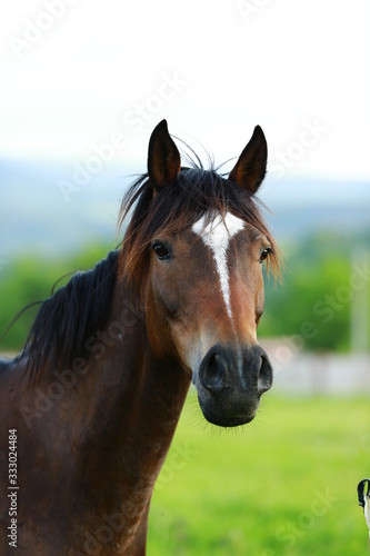 curious brown horse looking from fence with pasture on background