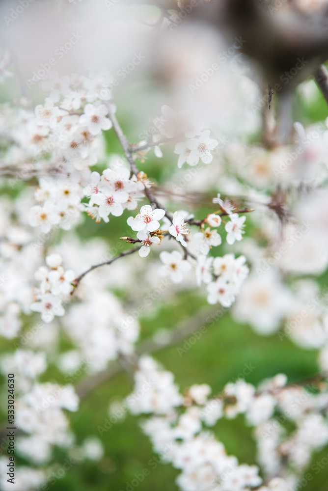 Spring trees with blossom flowers. Beautiful background. Blooming tree at sunny spring day. Spring flowers. Abstract blurred background. Springtime Spring trees with blossom flowers. Beautiful background. Blooming tree at sunny spring day. Spring flowers. Abstract blurred background. Springtime