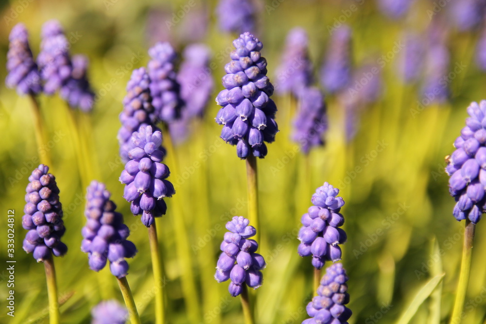 beautiful blue grape hyacinths with green stems closeup in springtime beautiful blue grape hyacinths with green stems closeup in springtime