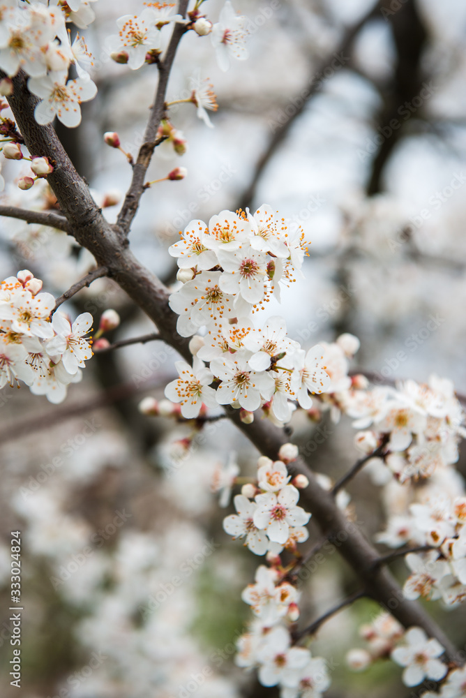 Spring trees with blossom flowers. Beautiful background. Blooming tree at sunny spring day. Spring flowers. Abstract blurred background. Springtime Spring trees with blossom flowers. Beautiful background. Blooming tree at sunny spring day. Spring flowers. Abstract blurred background. Springtime