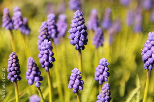 beautiful blue grape hyacinths with green stems closeup in springtime