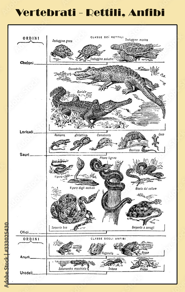 Zoology, all kind of vertebrate reptilians and amphibians  -  lexicon illustrated table with Italian names and descriptions