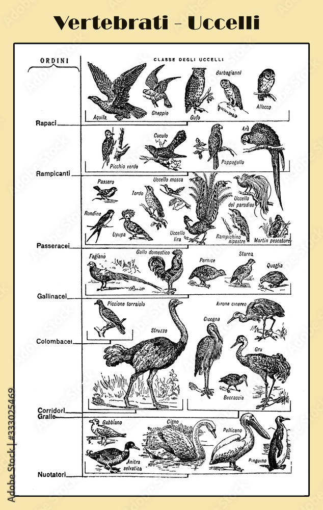 Zoology, all kind of vertebrate birds, birds of prey, sparrows, waterfowls, doves, parrows  -  lexicon illustrated table with Italian names and descriptions
