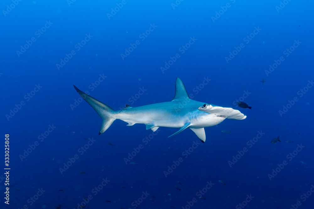 Hammerhead shark in the blue Hammerhead shark in the blue