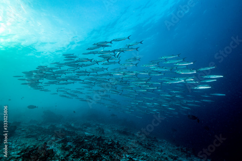 School of Barracuda fishes underwater