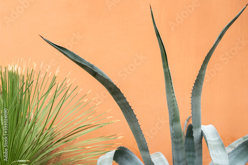 An agave plant next to an orange wall