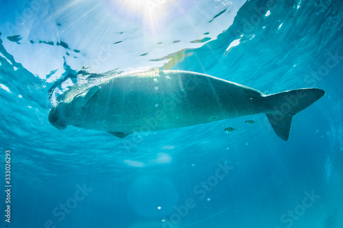 Rare and endangered Dugong feeding on Seagrass photo